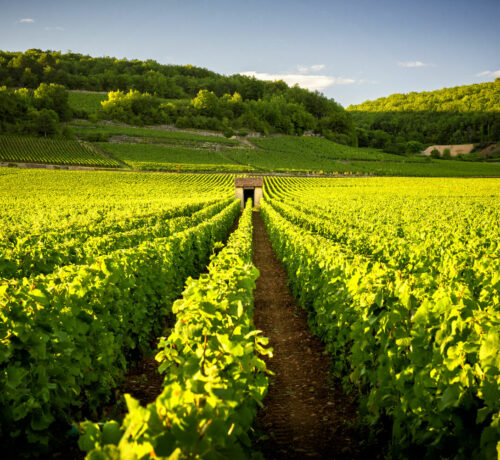 Des vignes dans le vignoble bordelais