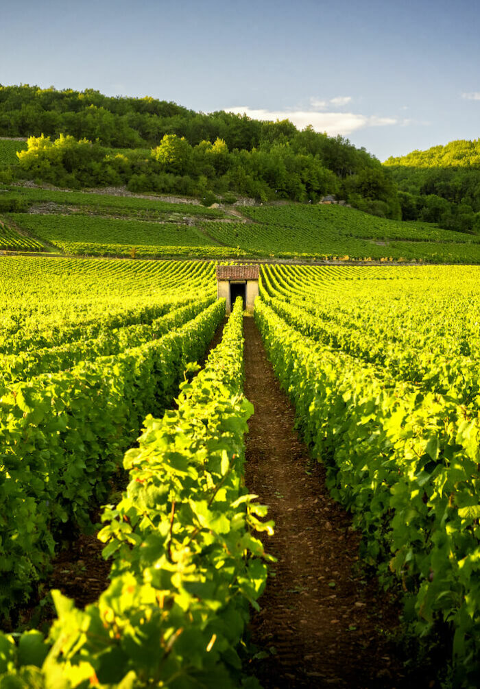 Vines in the Bordeaux vineyard