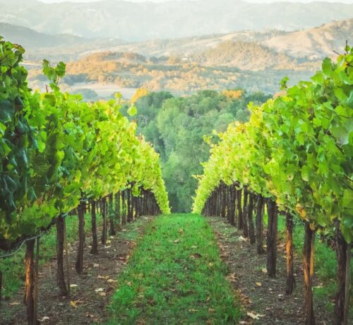 Les vignes dans l'arrière pays d'Héraklion