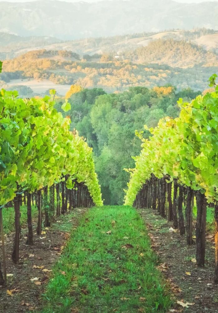 Les vignes dans l'arrière pays d'Héraklion