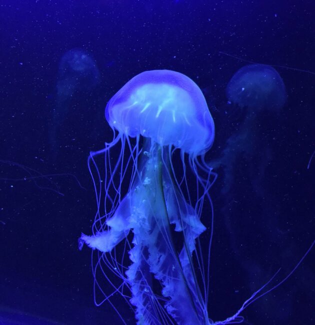 L'aquarium de Lisbonne