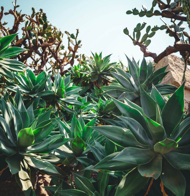 Le jardin exotique suspendu au dessus de Monaco