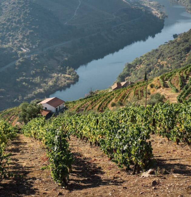 Les vignes de la vallée du Douro