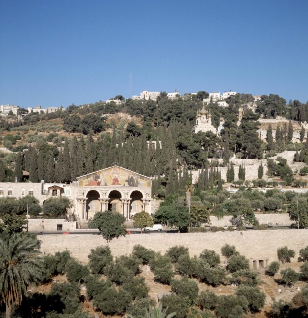 Le jardin de Gethsémané au pied du mont des Oliviers