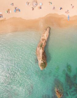 Des dauphins dans l'océan Atlantique au large de Setubal