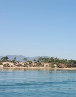 Des dauphins dans l'océan Atlantique au large de Setubal