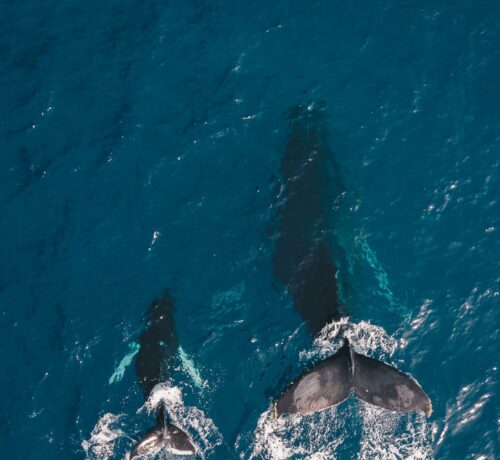 Des dauphins dans l'océan Atlantique au large de Setubal