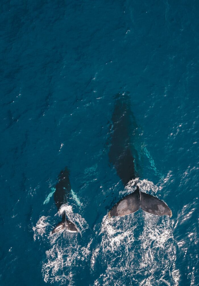 Des dauphins dans l'océan Atlantique au large de Setubal