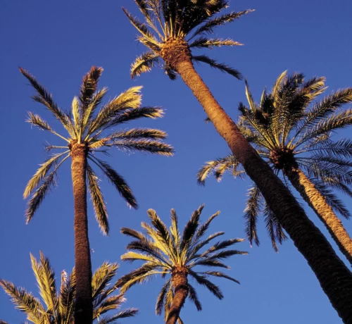 Palm trees in Alicante