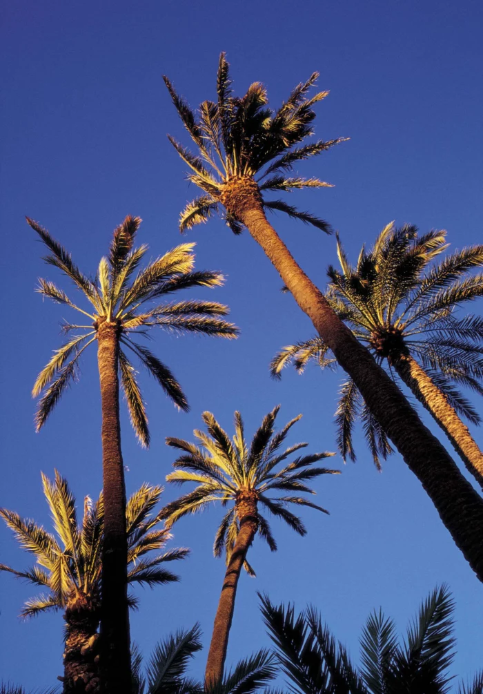 Palm trees in Alicante