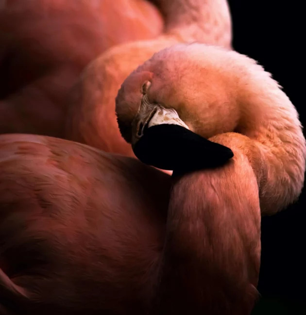 Un flamant rose au zoo de Francfort