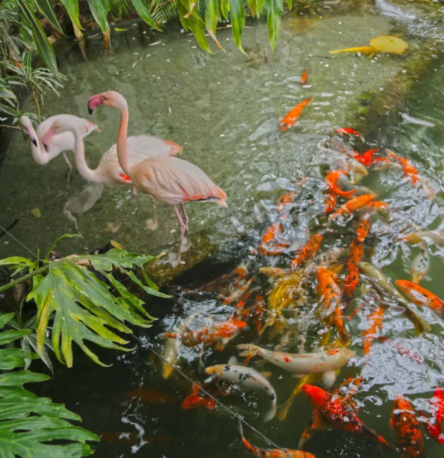 Des flamants roses au parc Phoenix