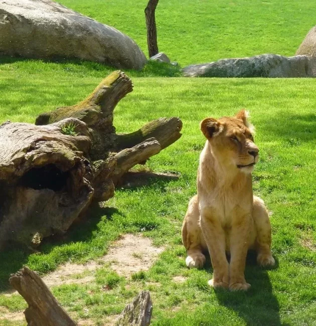 Un lion au parc zoologique de Valence